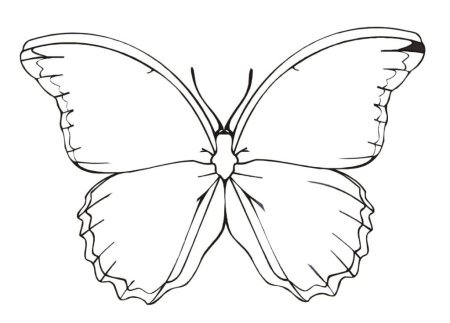 Шаблон раскраска бабочка (41 фото)