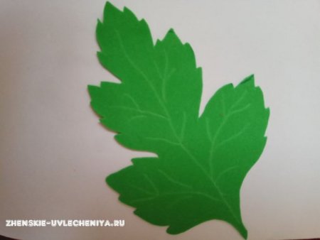 Чашелистник хризантемы