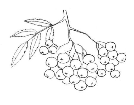 Ветка рябины рисунок