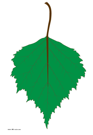 Берёза листья