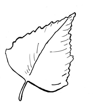 Шаблон лист березовый (40 фото)