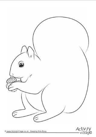 Рисунок белки