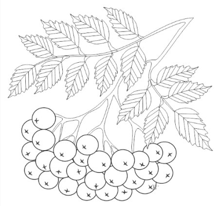 Лист рябины раскраска
