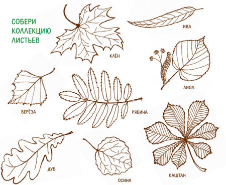 Шаблон рисунки листьев разных деревьев (49 фото)