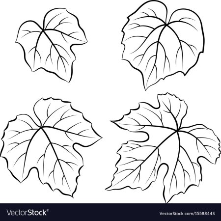 Шаблон лист винограда рисунок (46 фото)