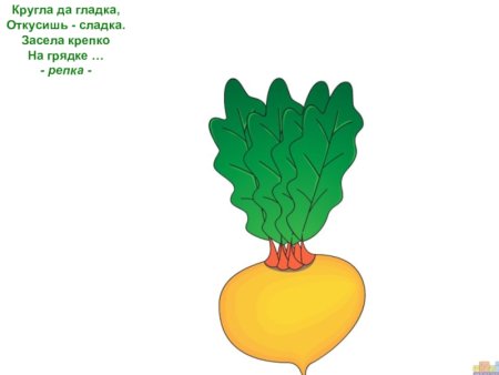 Рисунок репы для детей