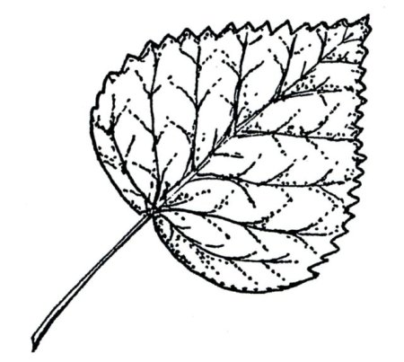Лист осины раскраска
