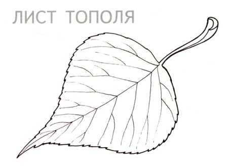 Лист тополя трафарет