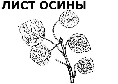 Лист осины