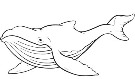 Шаблон кит (47 фото)