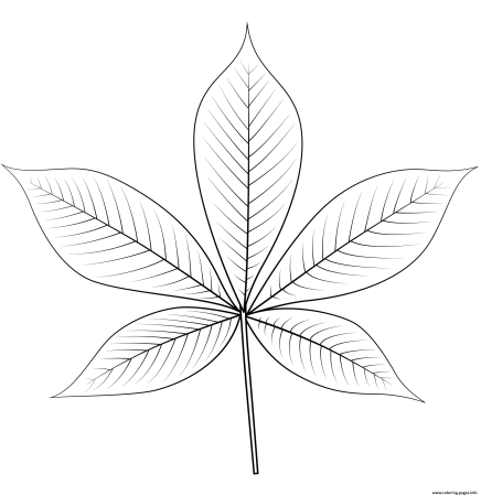 Лист каштана