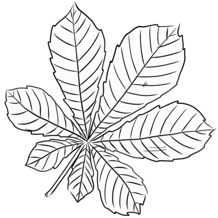Листья клена и каштана