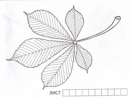 Листья каштана разукрашка