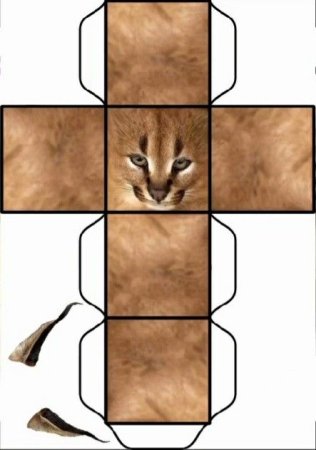 Развёртка шлёпы кота