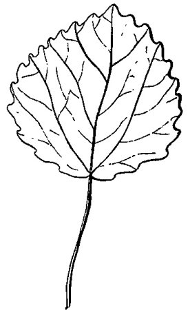 Шаблон лист тополя (32 фото)