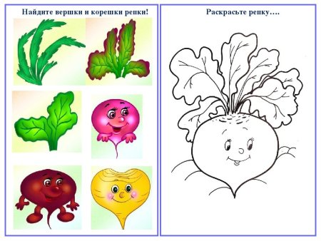 Свекла раскраска для детей