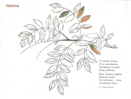 Рябина раскраска
