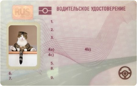 Водительское удостоверение чистый бланк