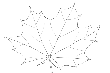 Шаблон кленовый лист рисунок карандашом (46 фото)