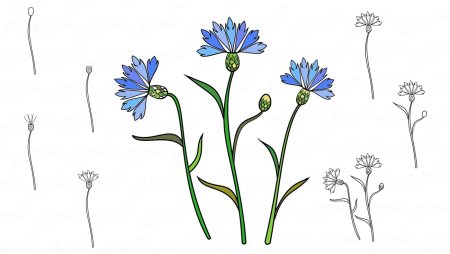 Рисование василька