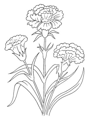 Гвоздики рисунок легкий