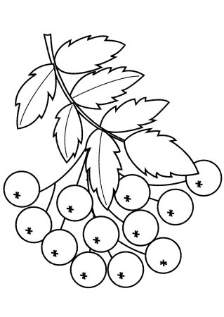 Ветка рябины» (рисование с натуры) (т.с.Комарова, стр.40)