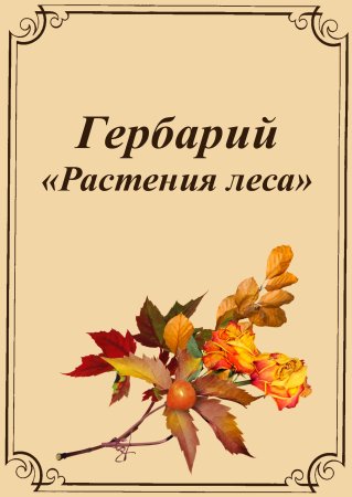 Гербарий в рамке