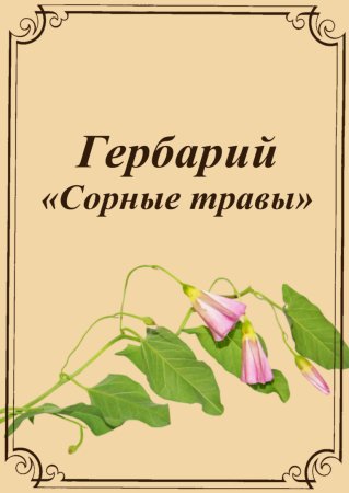 Гербарий в рамке