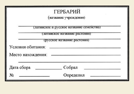 Мой гербарий. Листья деревьев Васильева а.