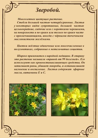 Заголовок гербарий