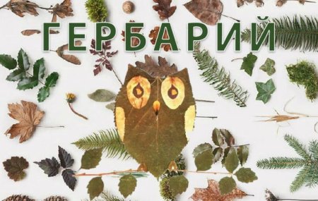 Обложка для гербария шаблон