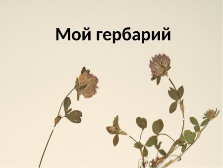 Гербарий растений по окружающему миру - 1 класс.
