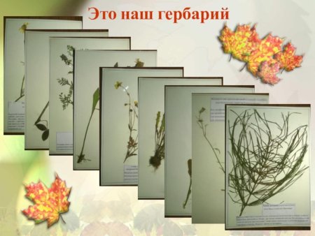 Гербарий титульный лист