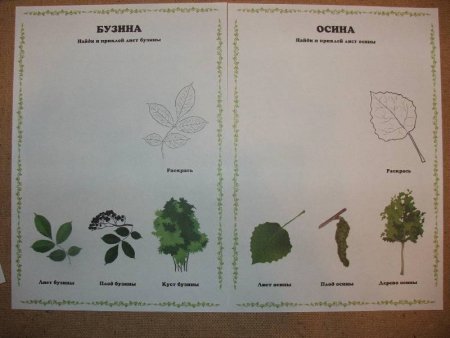 Обложка для гербария
