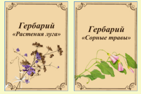 Гербарий оформление