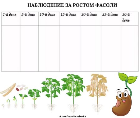 Наблюдение за ростом фасоли в детском саду