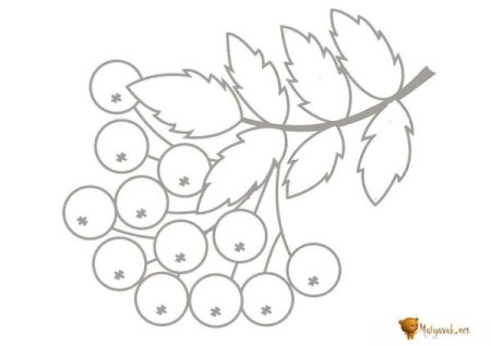 Ветка рябины раскраска для детей