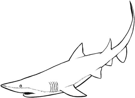 Шаблон акула (46 фото)