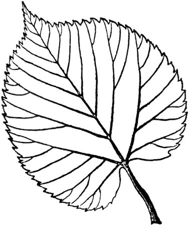 Шаблон лист березы рисунок (37 фото)