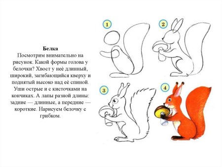 Раскраска Белочка