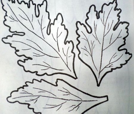 Листья хризантемы