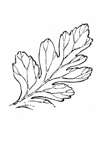 Шаблон лист хризантемы (47 фото)