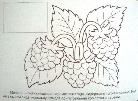 Трафарет малины для аппликации