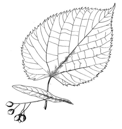 Шаблон лист липы (34 фото)