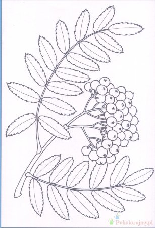 Гроздь рябины рисунок