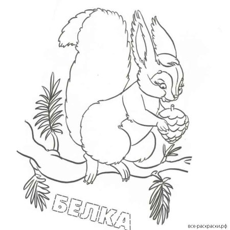 Раскраска Белочка с шишкой
