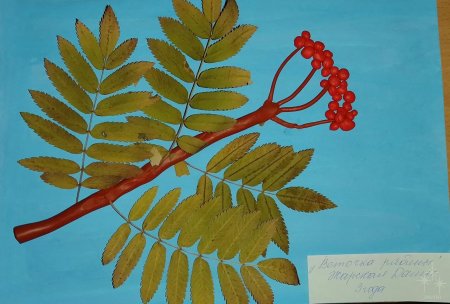 Лист рябины рисунок карандашом