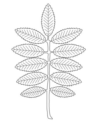 Вытынанка лист рябины (45 фото)