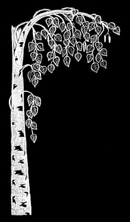 Береза для гравировки