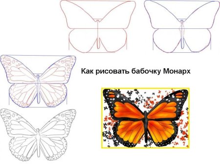 Бабочка капустница раскраска